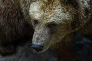 Bevor es zu einer Rezession kommt, tauchen Aktienmärkte in der Regel in einen Bärenmarkt