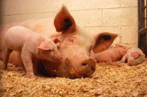 Die Schweinepest in China hat ca. die Hälfte des Bestands vernichtet