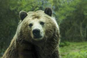 Haben die Bären Recht mit ihrer skeptischen Einstellung für die Aktienmärkte?