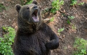 Die Belastungsfaktoren für die Aktienmärkte - Steilvorlage für Bären?