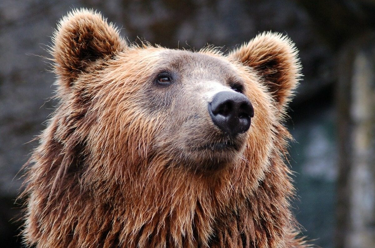 Die Wahrscheinlichkeit eines Bärenmarktes steigt exponentiell