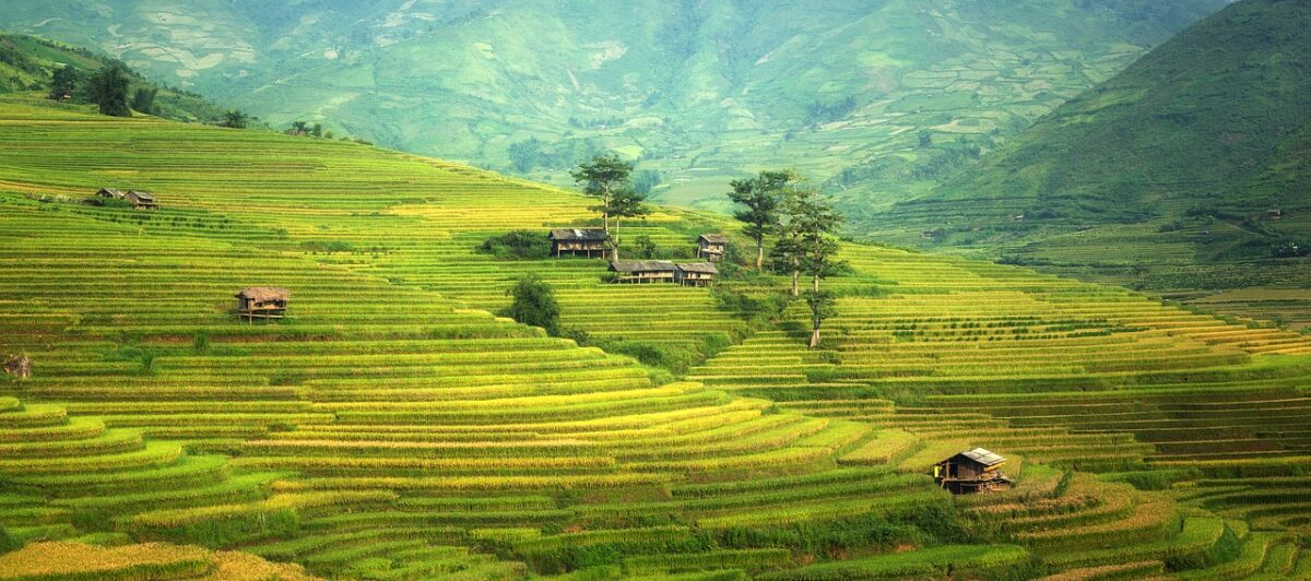 Reisanbau in China