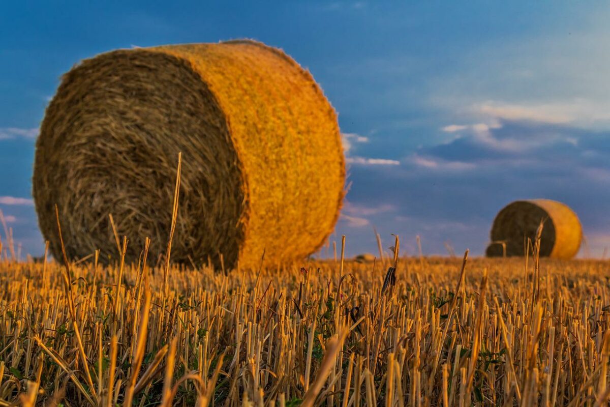 Getreidefeld als Symbol für die Landwirtschaft