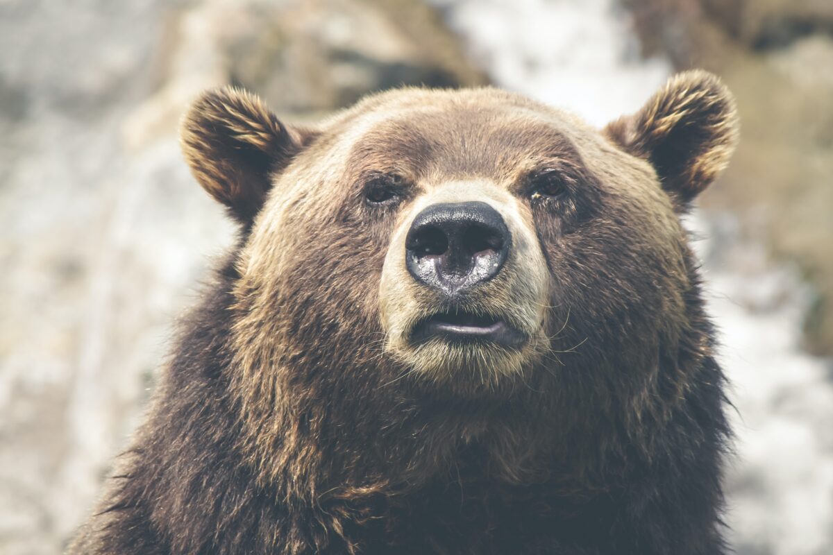 Chinesischen Aktien droht erneut der Bärenmarkt - Anleger flüchten