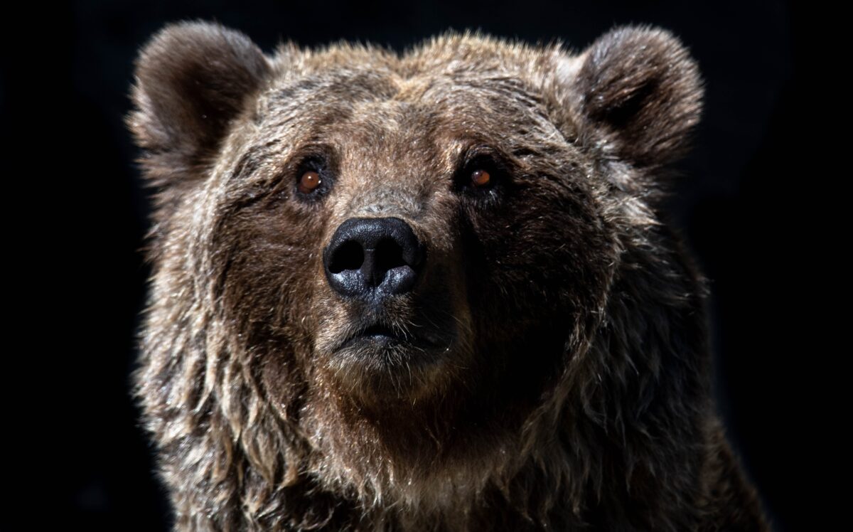 Aktienmärkte: Der Bärenmarkt ist fast vollständig ausgelöscht