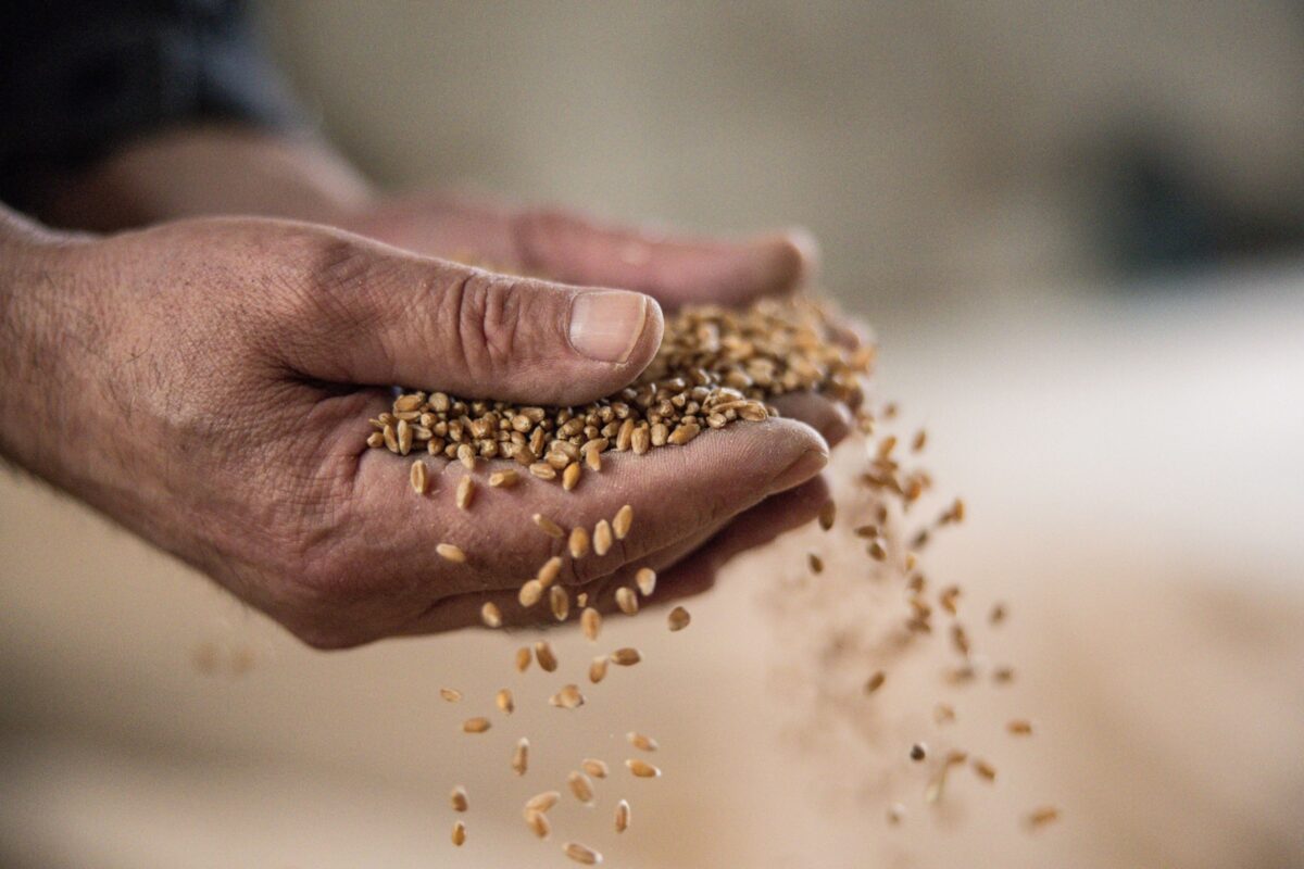 Ein Arbeiter nimmt Weizen in die Hand