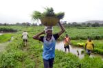 Indien Wirtschaftswachstum Abwanderung